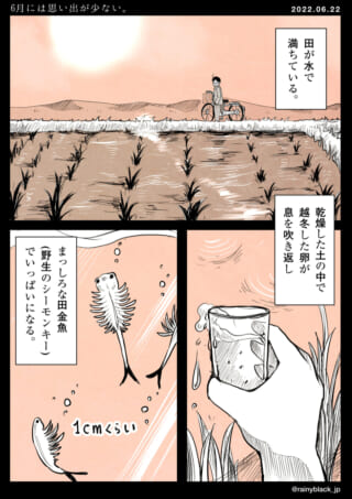 田んぼとシーモンキーの漫画。